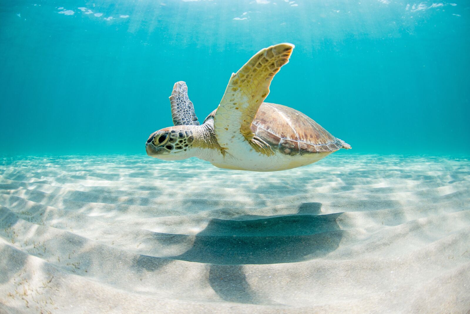 Green sea turtle swimming peacefully along the seafloor in the shallow waters just off the beach on a sunny day in Florida, USA, ocean, Caribbean